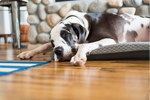 Hardwood flooring, great for pets