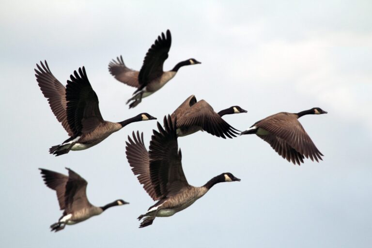 Canada geese flying in formation across a cloudy sky
