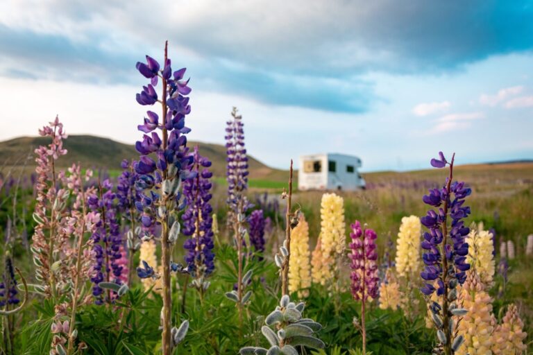 Wildflowers blooming in a field with an RV parked in the background under a blue sky